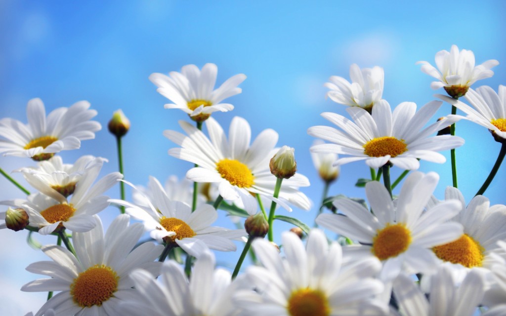 Daisies