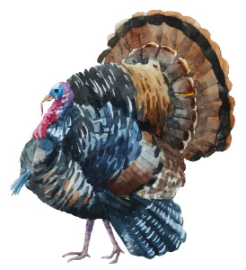 Turkey is part of the traditional Thanksgiving meal. 