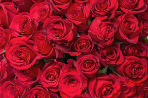 Colorful flower bouquet from red roses for use as background. Closeup.