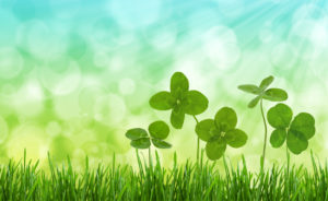 Four-leaf clovers in grass against blurred natural background.