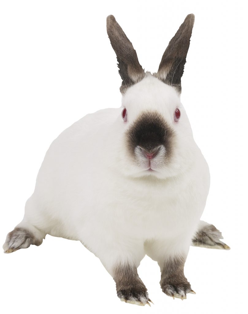 White bunny with dark ears, nose and feet and a little pink nose.